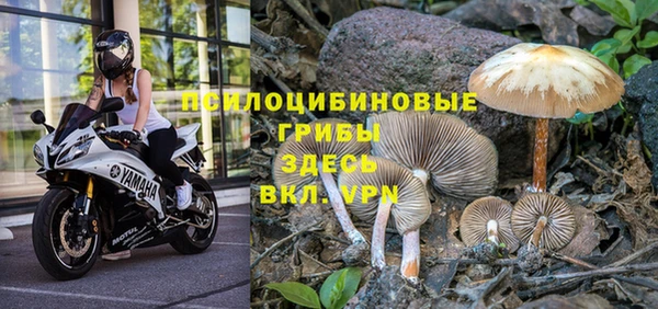 прущие грибы Верхнеуральск